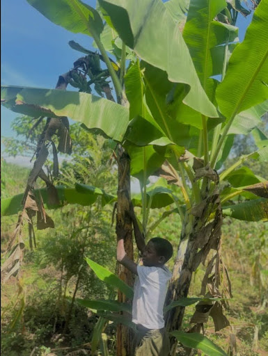 banana